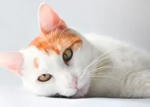 consultas-veterinario