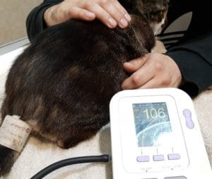 Calidad de vida en el envejecimiento